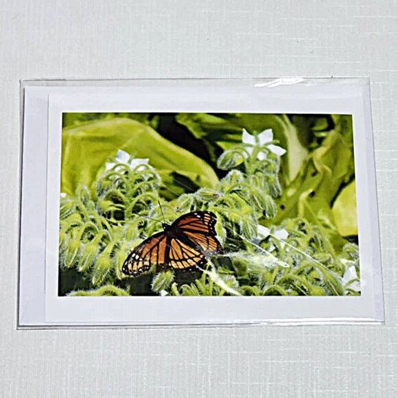 Butterfly blank photo greeting cards - Picture 3 of 8